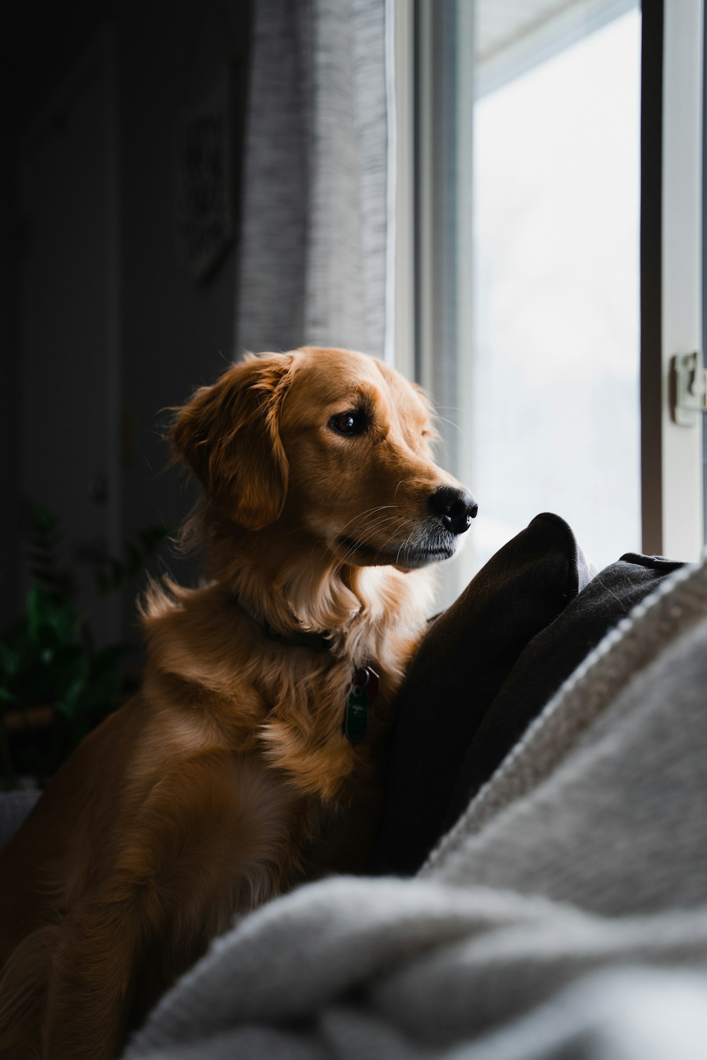 Ein Golden Retriever ruht am Fenster